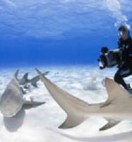 End Of A Myth: Interacting With Sharks